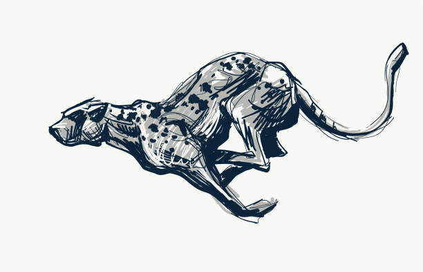 Running cheetah fast ink sketch Running cheetah fast ink sketch, vector illustration. Wild cat, leopard, panther, jaguar speedpainting. leopard-running stock illustrations