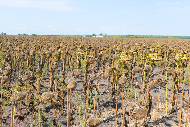 istock Field of sunflowers 856200254
