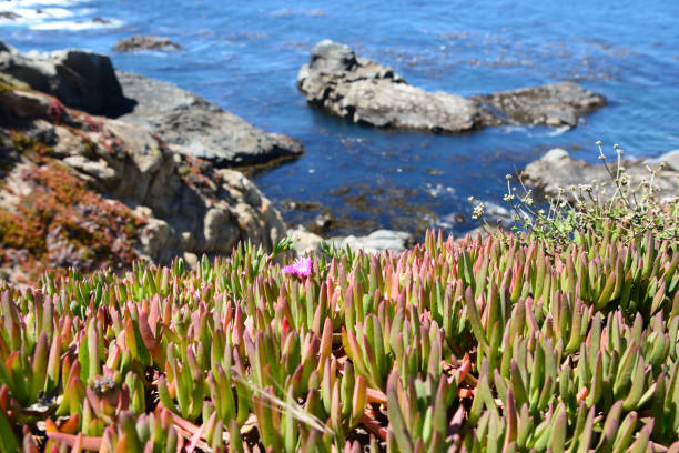 istock Pacific Coast along the California State Route One, California, USA 856200500