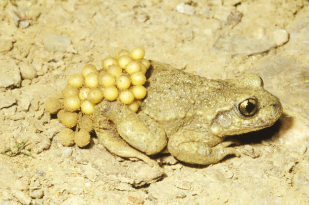 common midwife toad (alytes obstetricans) male carrying eggs - profile photo flash imagens e fotografias de stock