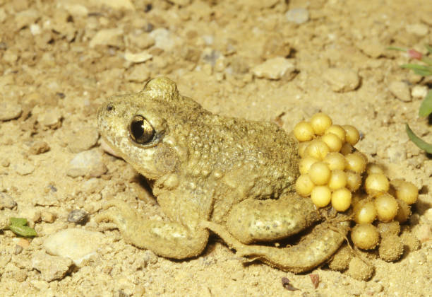 common midwife toad (alytes obstetricans) male carrying eggs - profile photo flash imagens e fotografias de stock