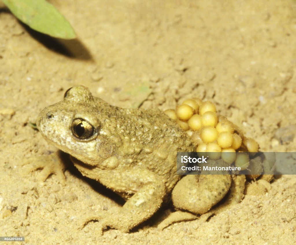 Eieren van de vroedmeesterpad (Alytes obstetricans)-Male uitvoering - Royalty-free Vroedmeesterpad Stockfoto