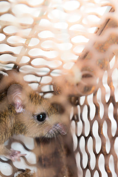 istock The rat was in a cage catching a rat. 856207838