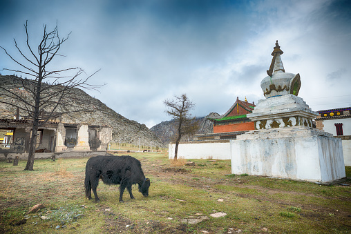 cow grazing near stupa and building Guden Sum on background
