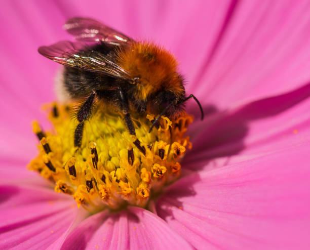 Bumblebee on a flower. A Tree Bumblebee (Bombus hypnorum) collecting pollen from a Cosmos flower in a garden. bombus hypnorum pictures stock pictures, royalty-free photos & images