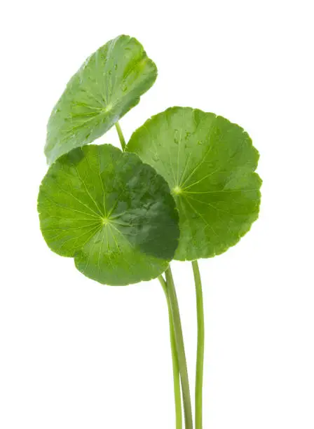 Closeup leaf of Gotu kola, Asiatic pennywort, asiatic leaf isolated on white background