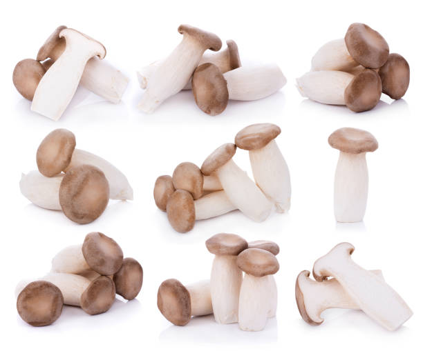 istock King oyster mushroom Pleurotus eryngii on white background 856216996