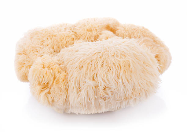 istock lion mane mushroom isolated on white background 856219486