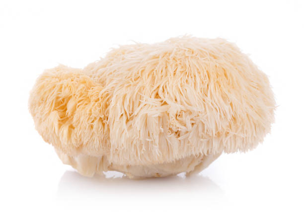 lion mane mushroom isolated on white background - hedgehog animal autumn nature imagens e fotografias de stock