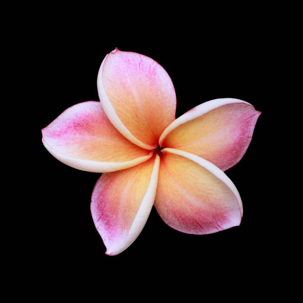 istock pink plumeria flower. 856222852