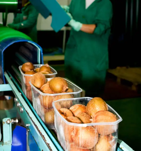 Photo of Packing kiwi fruit in plastic boxes, conveyor belt..