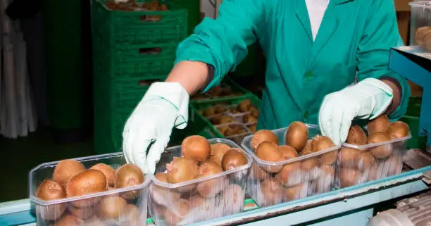 Photo of Packing kiwi fruit pieces into plastic boxes, conveyor belt..