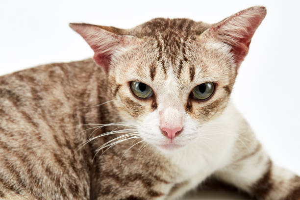 istock American Short hair cat lying on white 856225942