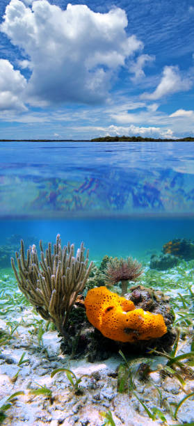 istock Over under sea life and cloudy bkue sky 856229740