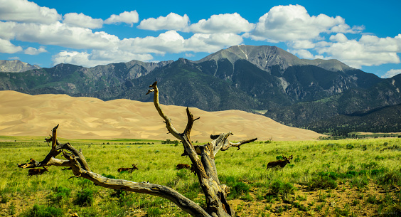 Elk Migrating across the Colorado Wilderness at the Great Sand Dunes National Park with huge 14ers or 14,000 foot peaks in the background a gorgeous summer Mountain Landscape of the Great Rocky Mountains