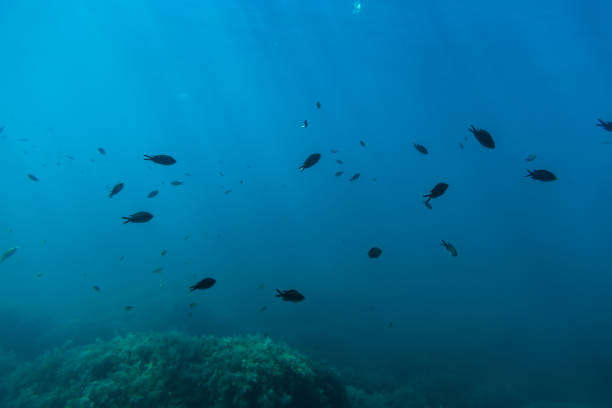 istock Group of black fish and sun rays in underwater. Wild life in sea 856230314