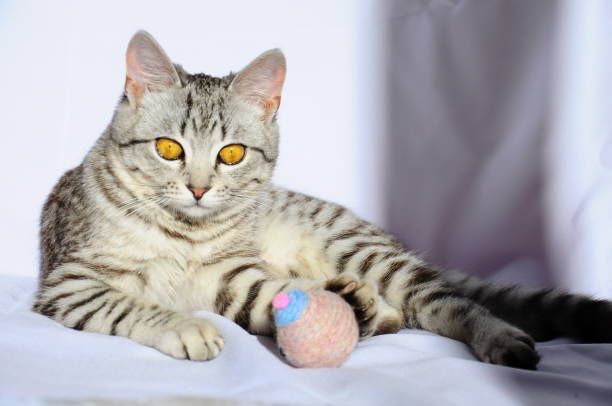 istock Beautiful grey cat with large eyes lying on the floor 856230500