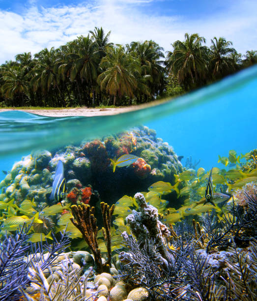 istock Bocas del Toro island 856231008