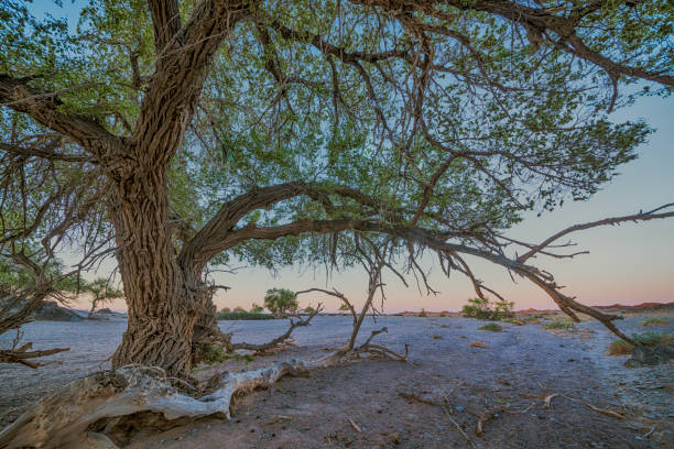 lush green trees growing along dirt road at sunrise