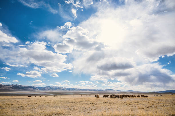 camels with cars in prairie with mountains on background at sunny day