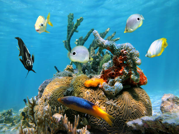 istock Brain coral with colorful sea sponges and fish 856234254