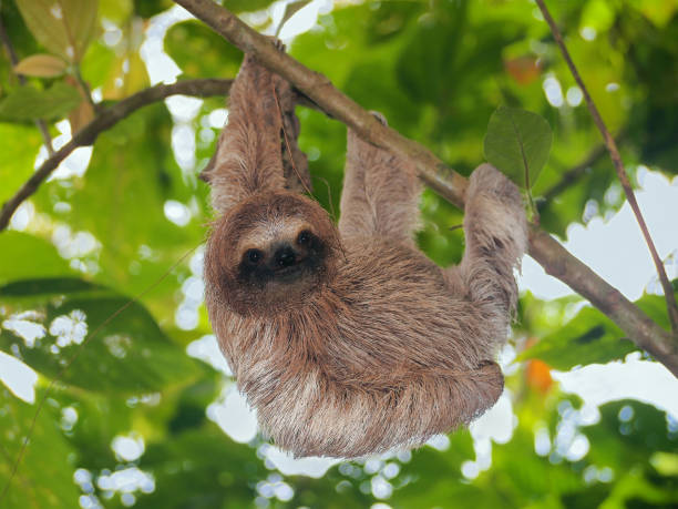 brown throated sloth in the jungle - throated imagens e fotografias de stock