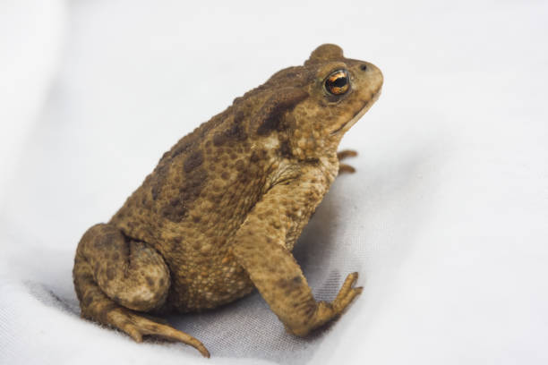 istock frog animal close up on white background 856238050