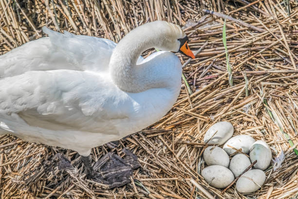 swan eggs in the nest