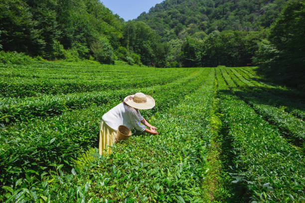 istock Young woman collecting tea in the plantation 856249556