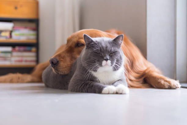 istock British shorthair cats and Golden Retriever 856252848