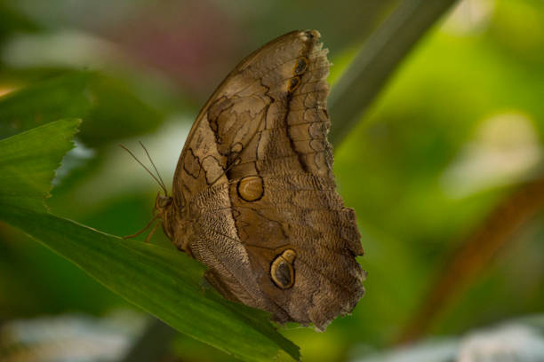 istock Brown butterfly sitting on green leaf in garden. 856259836