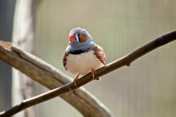 zebra finch this is a close up of a zebra finch zebra finch stock pictures, royalty-free photos & images