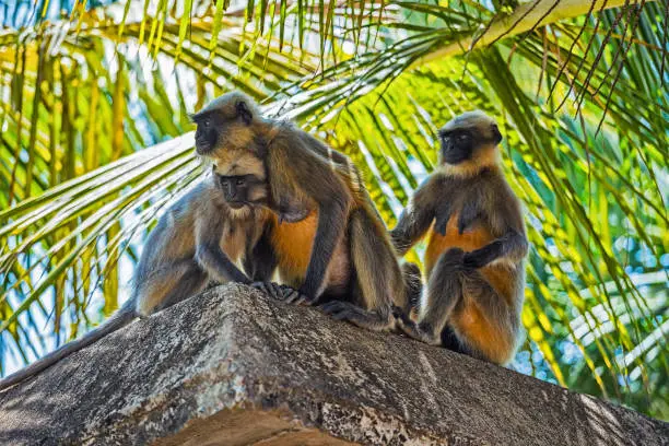 Wild monkeys in the jungles of India