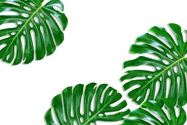 istock leaf of a tropical flower monstera isolated on white background. 856263206