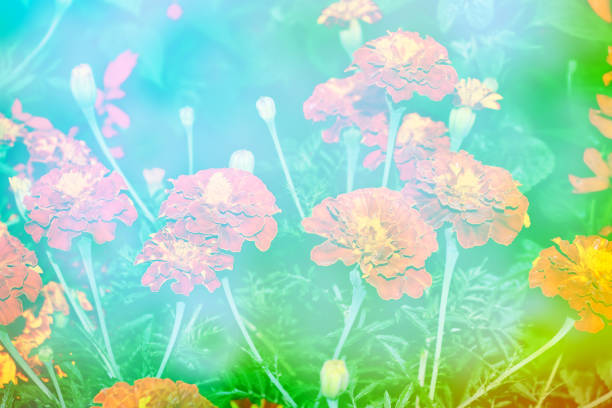 bright and colorful flowers marigolds. autumn landscape.