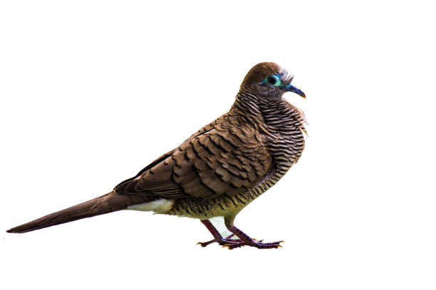 istock Brown dove with white backgroundBrown dove with white background 856263600