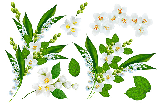 Spring flowers lily of the valley and jasmine isolated on white background.