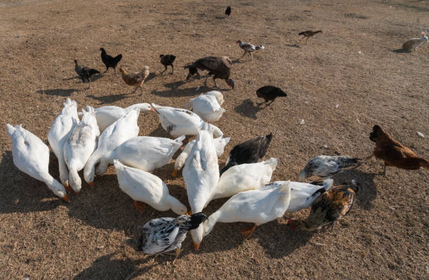 istock a group of farm animals are fed in farm 856266954