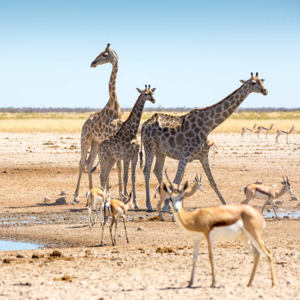 istock Wildlife in Etosha, Namibia, Africa 856267266
