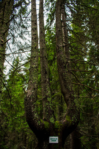 The forest around the Smolyan lakes. Smolyan lakes are a group of lakes in Bukova Mountain, the Western Rhodopes, to the north under the Orpheus rocks and Snejanka peak.