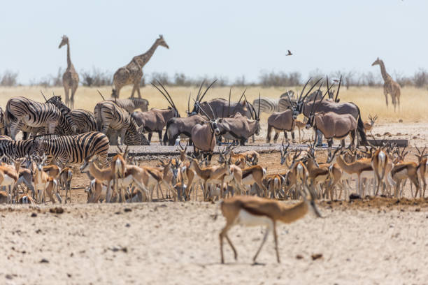 istock Wildlife in Etosha, Namibia, Africa 856269884
