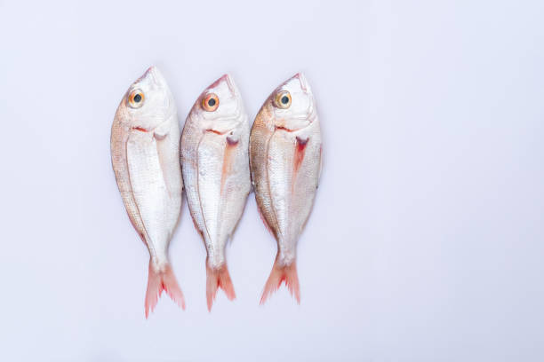 Pagellus fishes