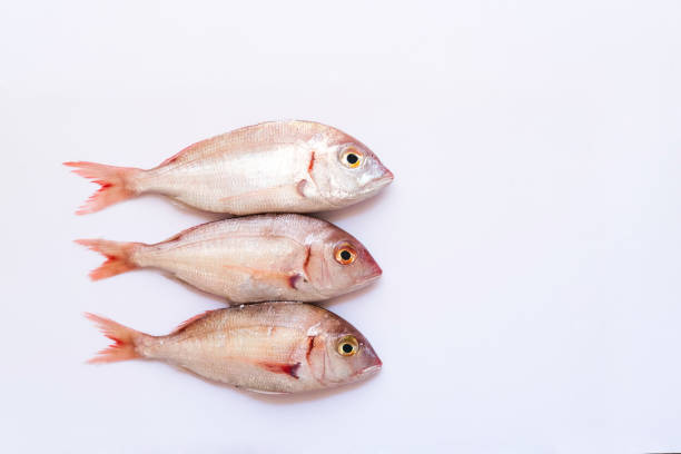 Pagellus fishes