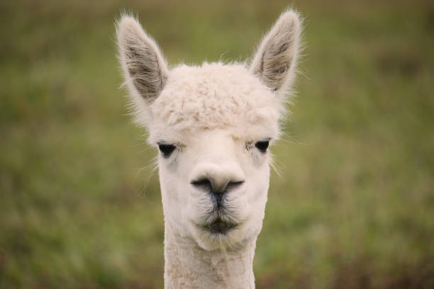 istock A head on portrait of a lama. 856273068