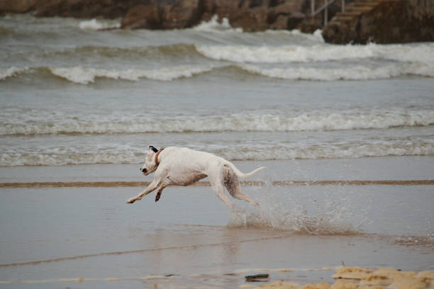 istock A lurcher type dog running at speed into the sea. 856273242