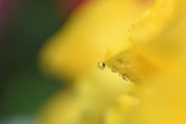 Abstract yellow rose flower image, taken in my garden after the rain. Located on the south coast of the UK