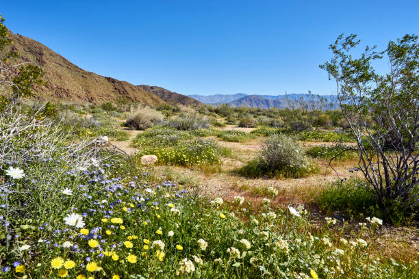 istock the desert comes alive with flowers and new growth 856273656