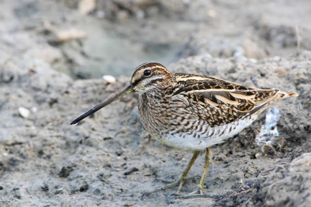 istock The common snipe (Gallinago gallinago) close up portrait in soft morning light 856273762
