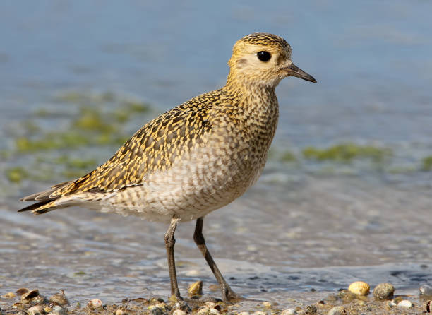 istock Golden plover in winter plumage close up portrait 856273774