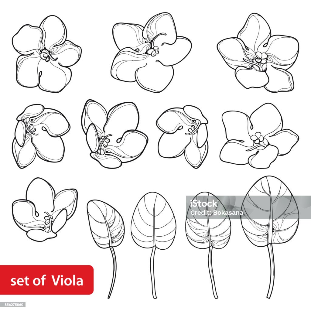 Vector set with outline Saintpaulia or African violet flower and leaf in black isolated on white background. Vector set with outline Saintpaulia or African violet flower and leaf in black isolated on white background. Perennial flowers in contour style for floriculture, summer design and coloring book. African Violet stock vector